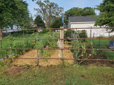 Tomatoes, all 5 rows, 07-31-21.jpg