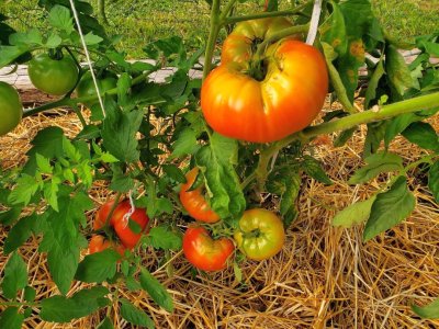Tomatoes, 1st row, all ripening, 07-31-21.jpg