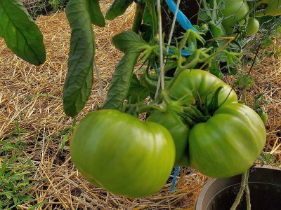 Tomatoes, too heavy, tied, up, 07-31-21.jpg