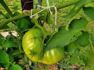 Tomatoes, too heavy, tied, up, 07-31-21, #2.jpg