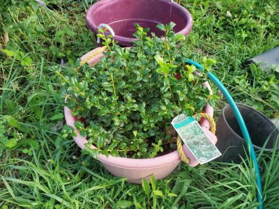 China Twins Hollies, 07-31-21.jpg