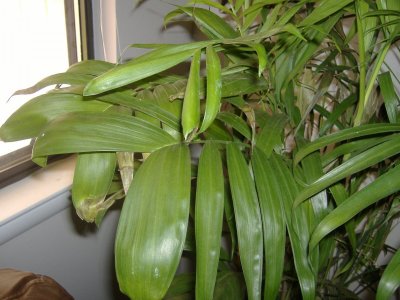 palm1.jpg palm1.jpg