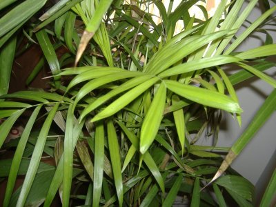 palm2.jpg palm2.jpg
