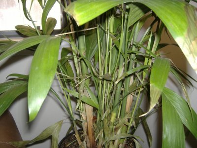 palm3.jpg palm3.jpg