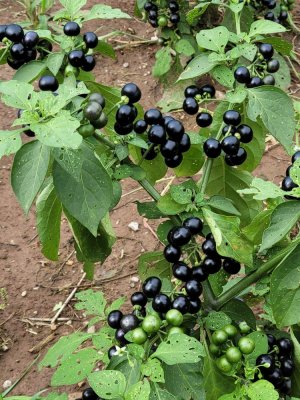 20210812_154412.jpg 20210812_154412.jpg