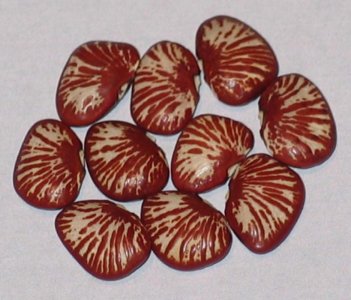 Ping Zebra Red Cross.jpg Ping Zebra Red Cross.jpg