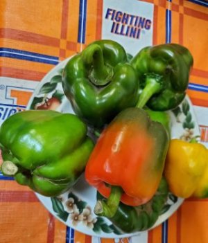 Last big 2021 sweet peppers.jpg