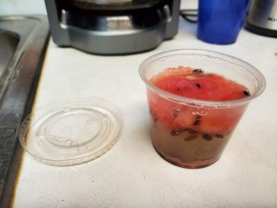 Watermelon seeds fermenting, October, 2021.jpg