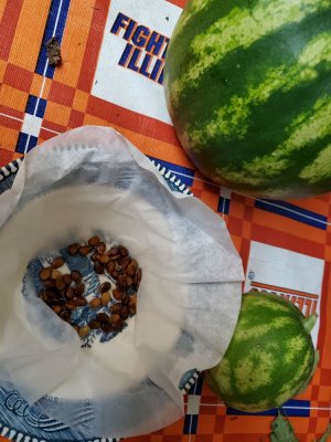 Watermelon saved seeds, October, 2021.jpg