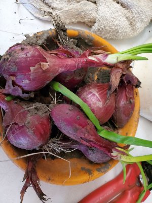 Onion harvest, 2021 from sets.jpg