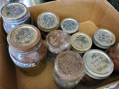 Old produce in jars that I NEED, Oct 2021.jpg Old produce in jars that I NEED, Oct 2021.jpg