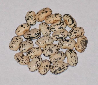 black and white goose.jpg