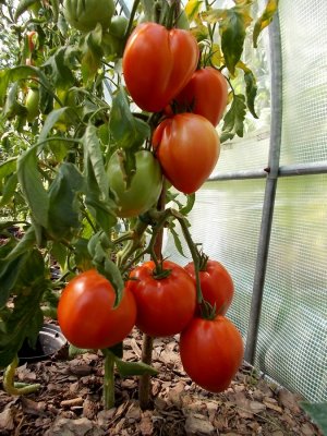 Byczje Sierdce Minusinskoje (s. Gorodok) 2 .jpg