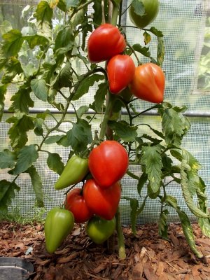 Abakanskij Rozowyj 1.jpg