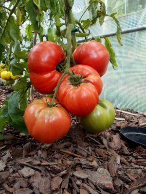 Minusinskij Krupnyj ot Uszakowa 3.jpg