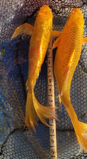 Screenshot_20211116-171216_Video Player.jpg