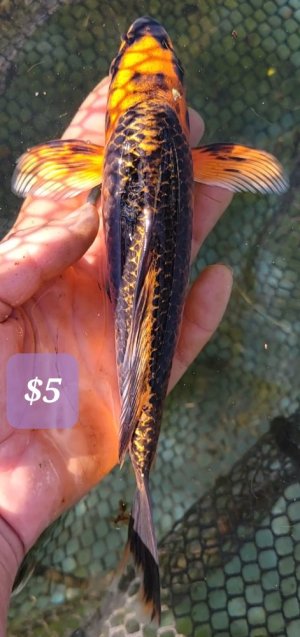 Screenshot_20211118-140334_Video Player.jpg