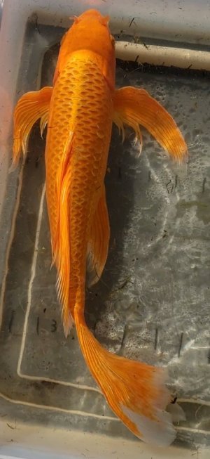 Screenshot_20211118-150117_Video Player.jpg