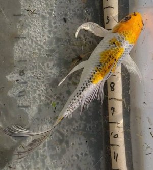 Screenshot_20211118-150510_Video Player.jpg