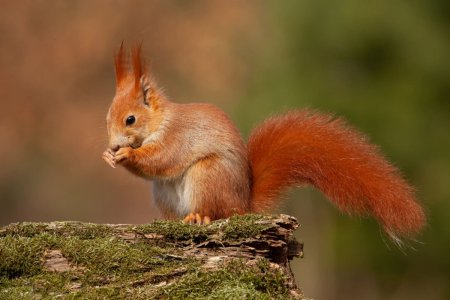 eurasian-red-squirrel-sciurus-vulgaris-in-autumn-f-DGQKLUW-1536x1024.jpg