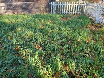 Oats in DDs back yard, 11-2021.jpg