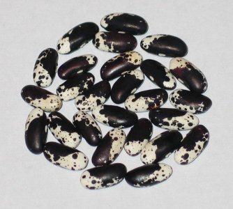 skunk river trout 28B.jpg