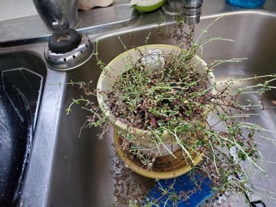 Lemon thyme, new growth, Jan 2022.jpg Lemon thyme, new growth, Jan 2022.jpg