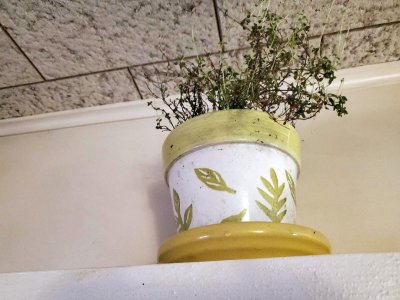 Lemon thyme, winter 2022 home, on wooden cover top of window.jpg