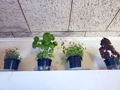 Herbs on top of the AC window, 2022, #2.jpg