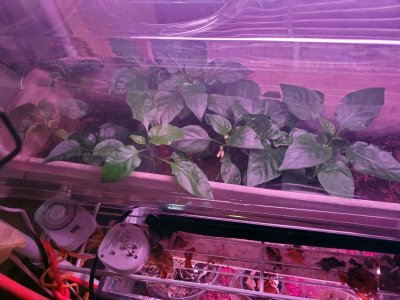 Sweet peppers started on mid year 2021, 01-12-2022.jpg