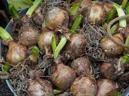 Daylily bulbs.jpg