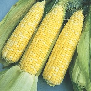 Corn, sweet baby hybred, early, from Gurneys.jpg