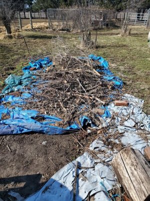 Burn pile mess, 03-09-22.jpg