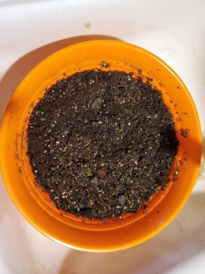 Potting soil and vermiculite moistened for planting 03-22-24.jpg