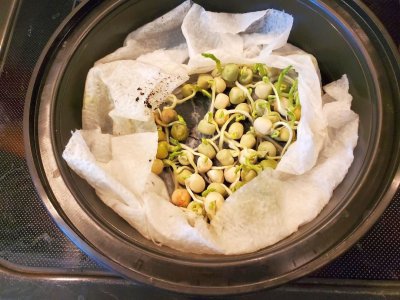 Sugar Snap Peas soaked then paper toweled, ready for planting, 03-22-24.jpg