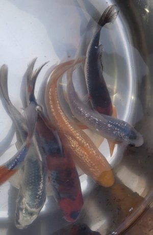 Screenshot_20220409-200627_Video Player.jpg