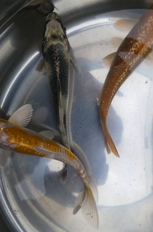 Screenshot_20220409-195349_Video Player.jpg