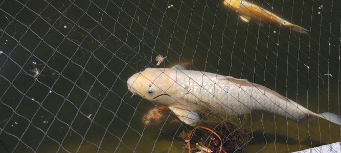 Screenshot_20220417-130346_Video Player.jpg