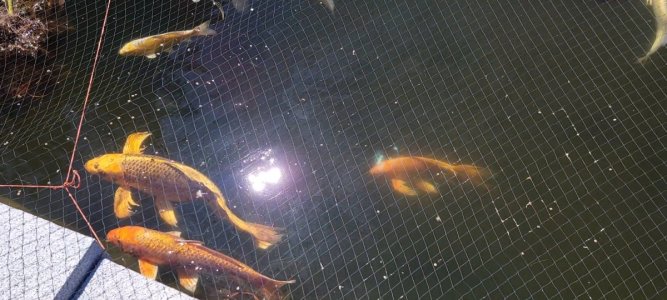 Screenshot_20220417-130316_Video Player.jpg