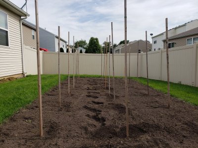 Pole Bean #2 May 29, 2022.jpg