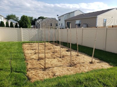 Backyard Pole Beans June 7, 2022.jpg