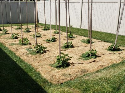 Backyard Pole Beans June 24, 2022.jpg