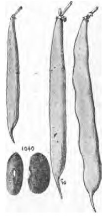 noir de belgique denaiffe.jpg