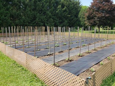 Pole Beans June 27, 2022 #2.jpg