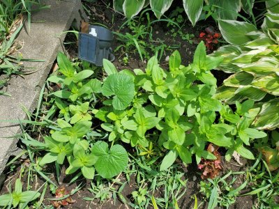 Volunteer pumpkin amongst African daisies, 06-27-22.jpg