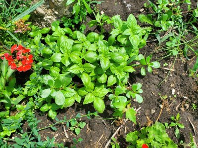 Cinnamon basil, from 2021 saved seed, NE garage bed, 06-27-22.jpg