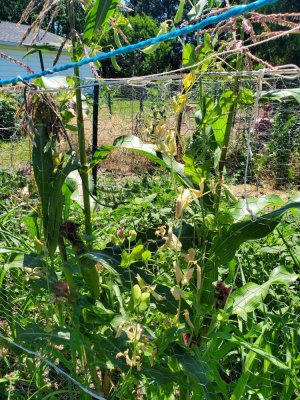 Sweet Corn 06-30-22.jpg