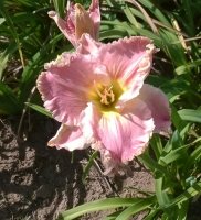 Daylily 10202014.jpg