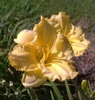 yellow daylily 01.jpg