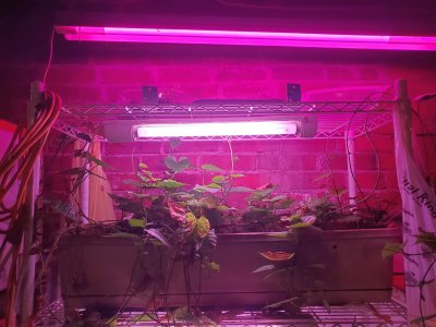 July 2, 2022 gro setup with sweet potato vines #2.jpg